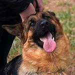 red and black german shepherd puppies for sale near me